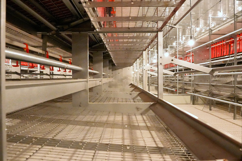 Libre de Jaula (Cage-Free) - Imagen 7