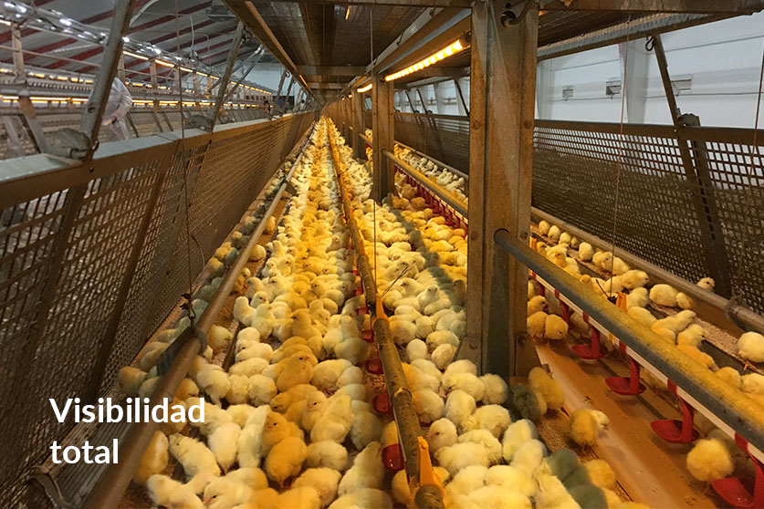 Flex Raise - Imagen 4