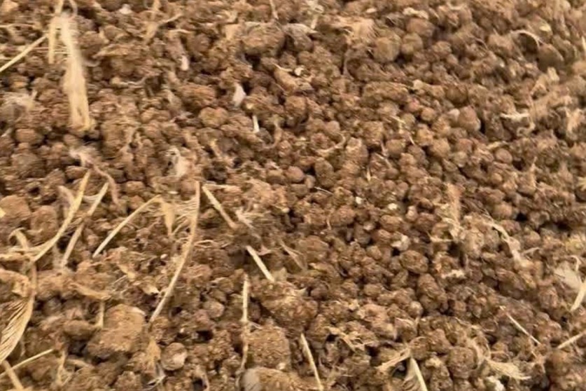 Sistema de Secado de Gallinaza - Imagen 5