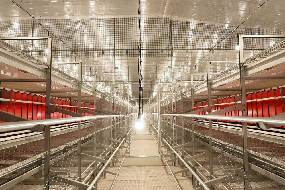 Libre de Jaula (Cage-Free)