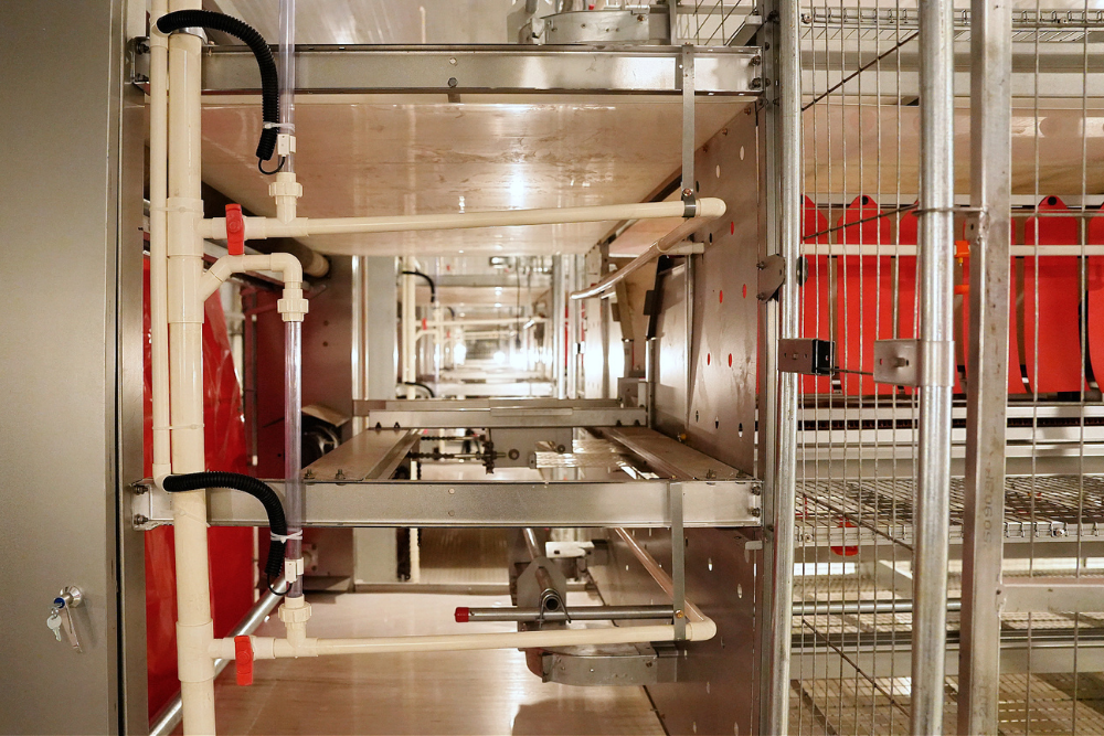 Libre de Jaula (Cage-Free) - Imagen 9