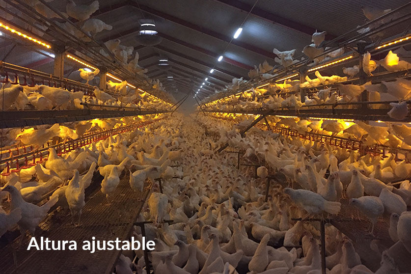 Flex Raise - Imagen 5