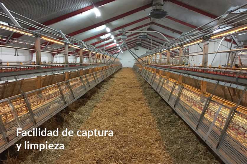 Flex Raise - Imagen 6