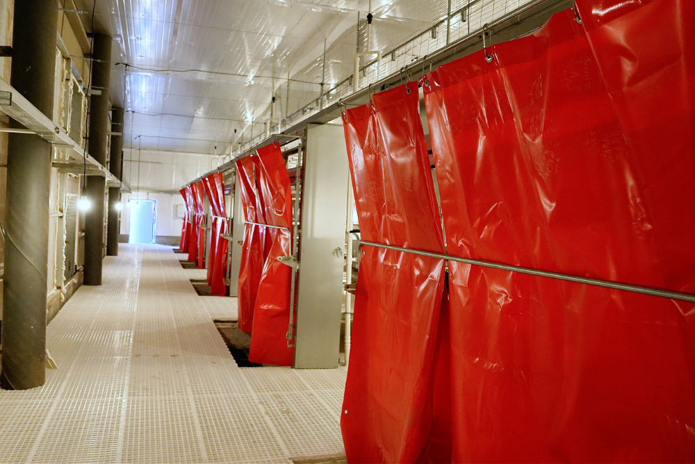 Libre de Jaula (Cage-Free) - Imagen 10