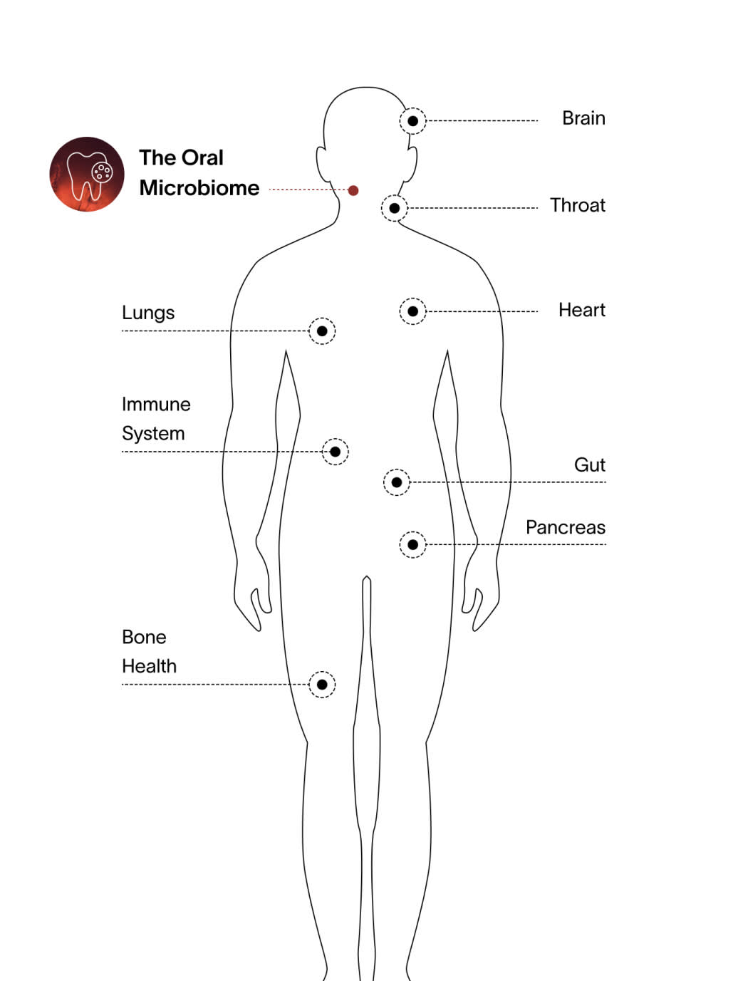 A diagram of the human body with many body parts marked, including the brani, throat, lungs, heart, immune system, gut, pancreas, and bone health, and how each are connected to the oral microbiome – Viome Oral Health Intelligence Test 