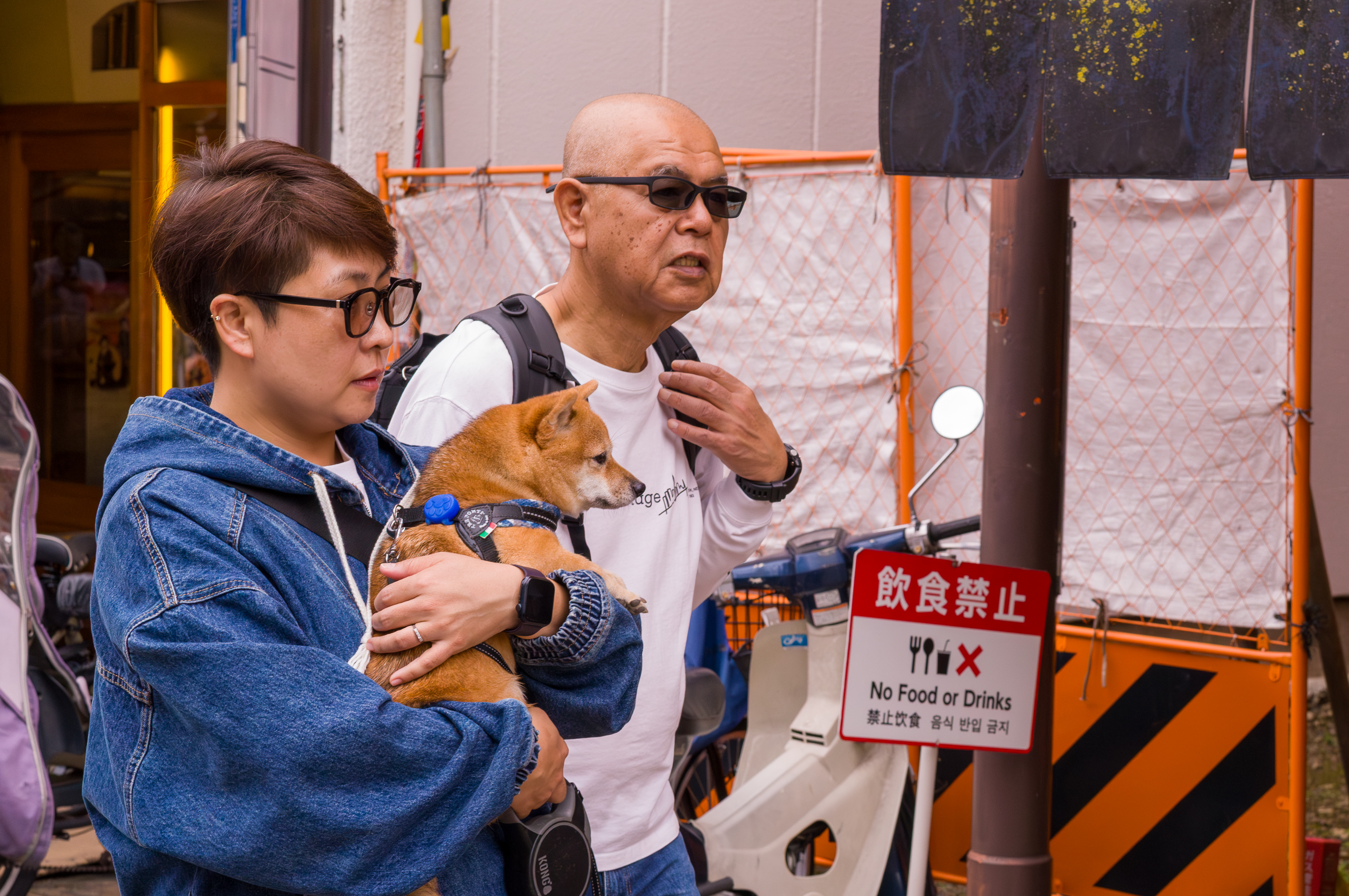 shiba inu in asakusa