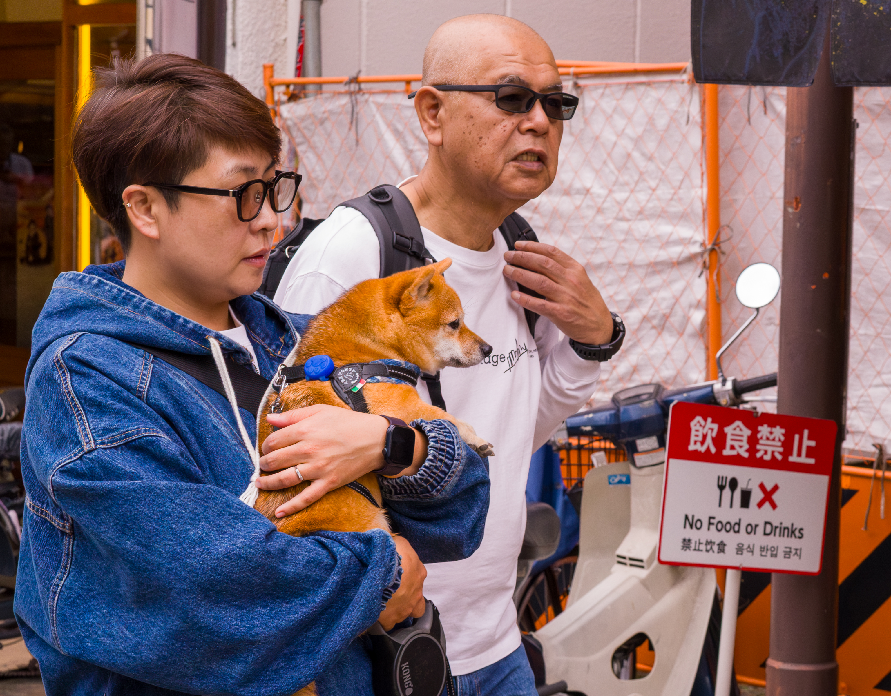 shiba inu in asakusa