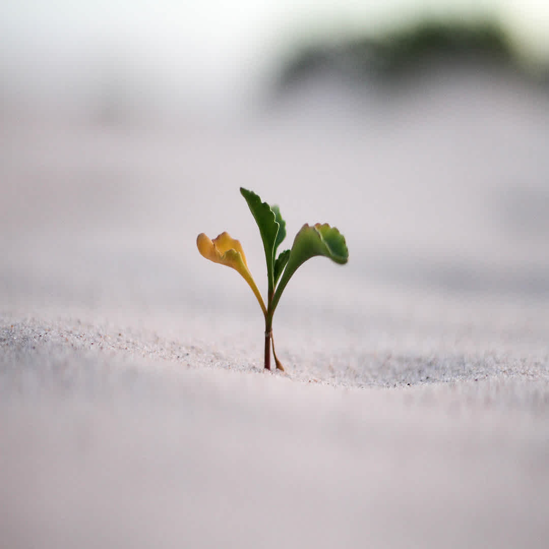 a close up of a small plant growing out of the ground