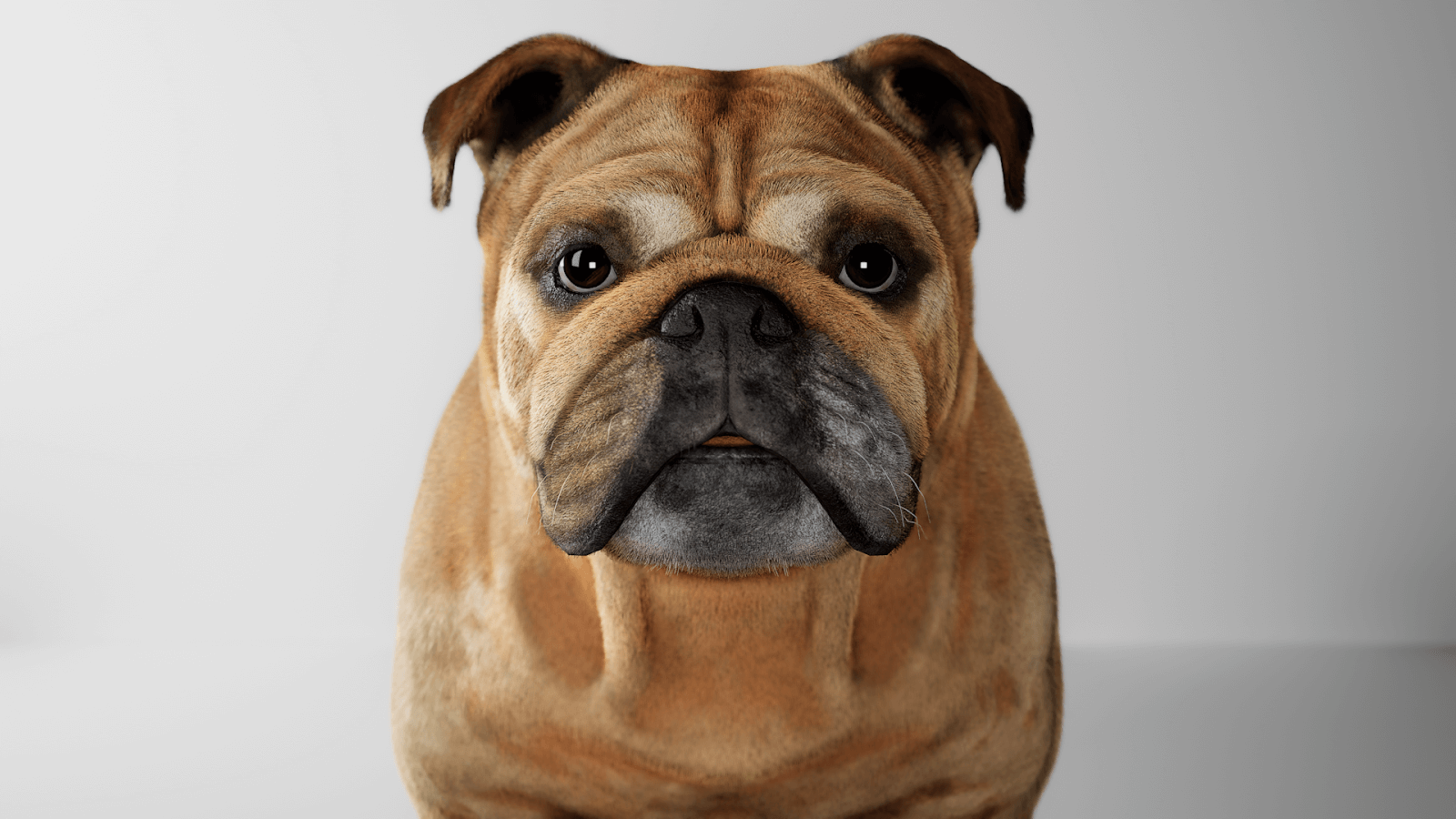 Image of a dog
