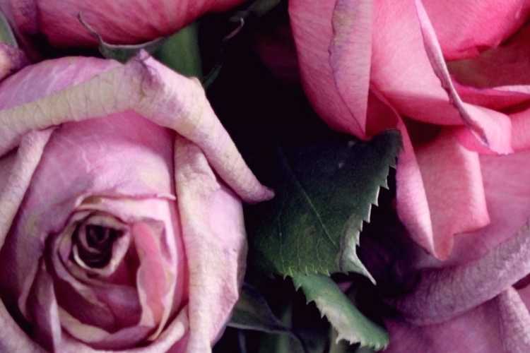 Offer Roses sharon-mccutcheon-567854-unsplash
