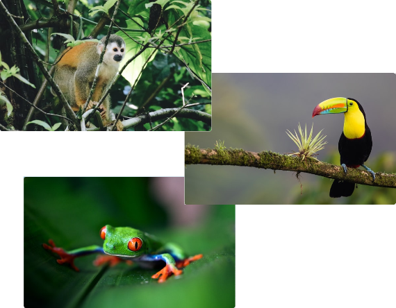 Warum Manuel Antonio? staticContent:seoTemplage.image Warum Manuel Antonio? staticContent:seoTemplage.image