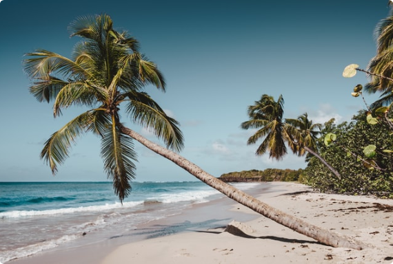 Warum Martinique? staticContent:seoTemplage.image Warum Martinique? staticContent:seoTemplage.image