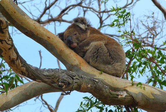 Warum Australien? staticContent:seoTemplage.image Warum Australien? staticContent:seoTemplage.image