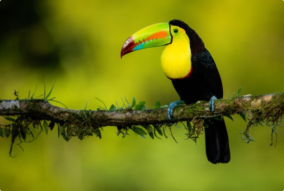 Warum Costa Rica? Bild Warum Costa Rica? Bild