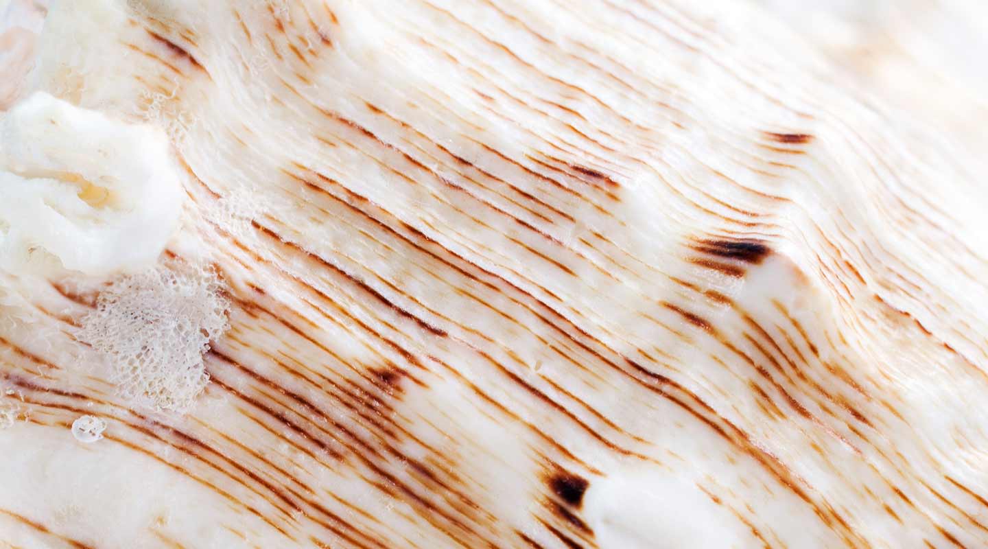 Close up image of a sea shell emphasizing it's texture.