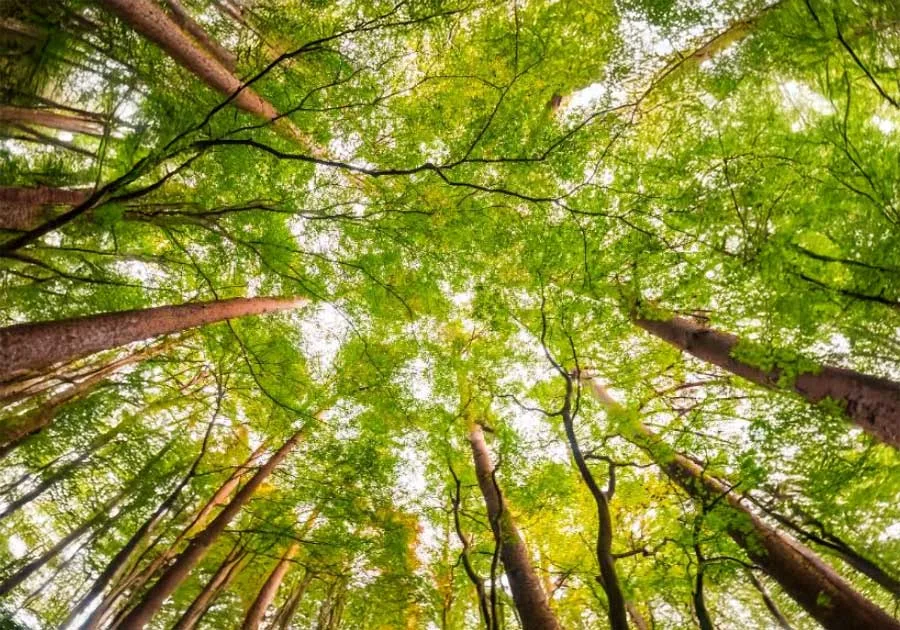 FSC® (Forest Stewardship Council®) : portrait d’un label