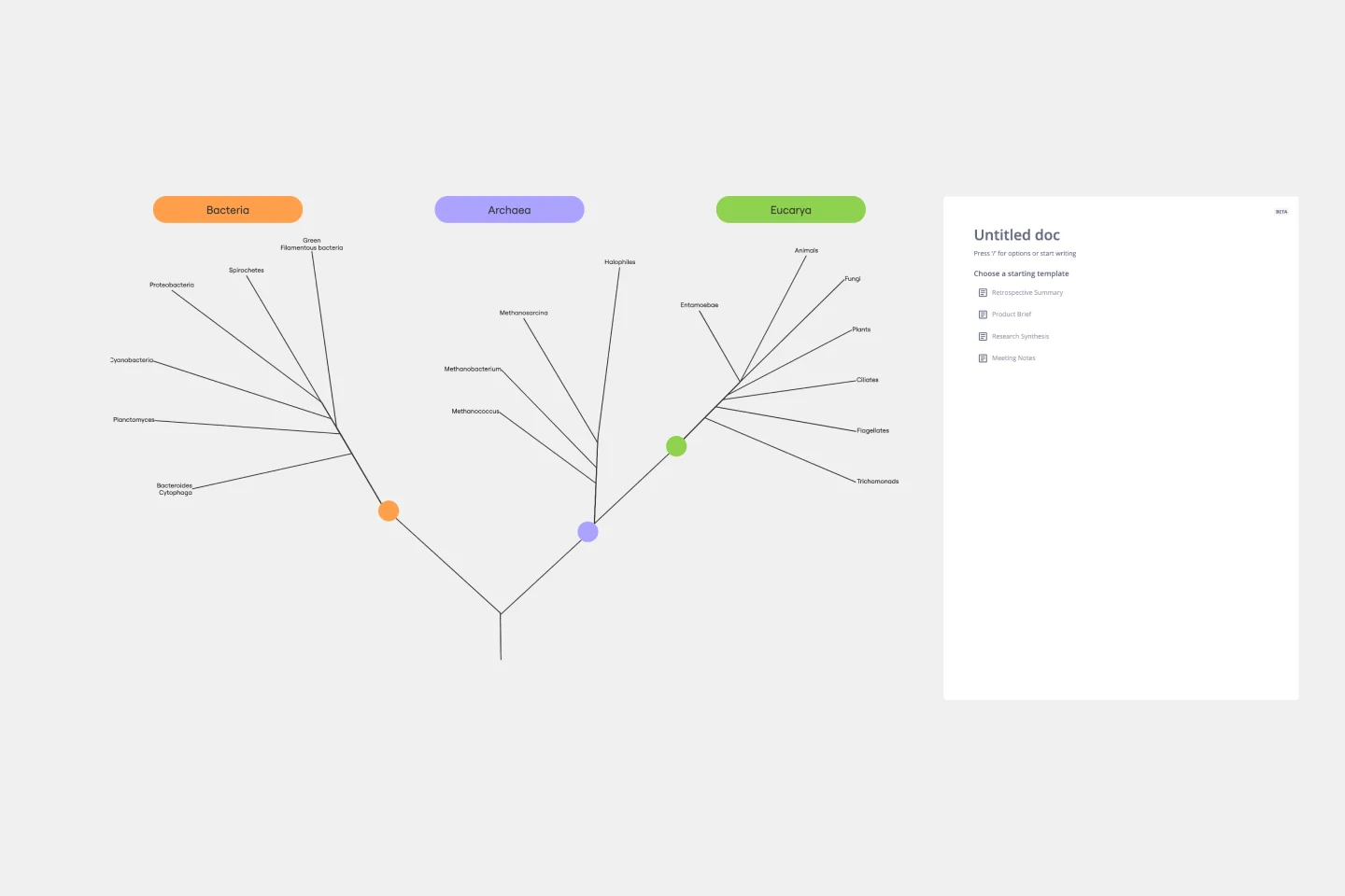 PhylogeneticTree-web.png