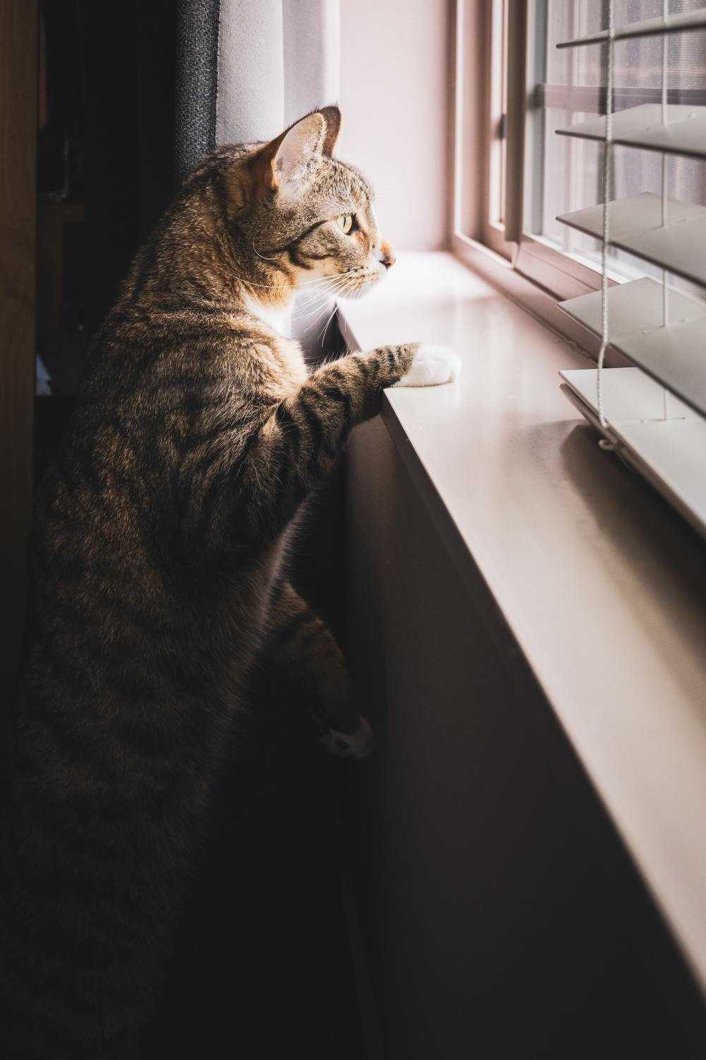 Cat at Window