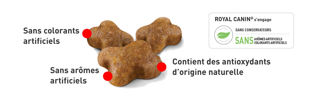 croquettes Royal Canin Kitten