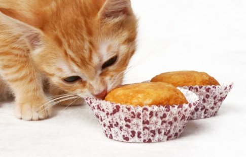 Tort pentru pisici: două rețete delicioase