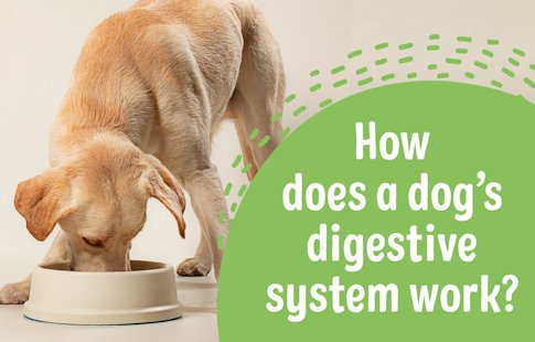 Common Digestive Problems In Dogs – PWPK
