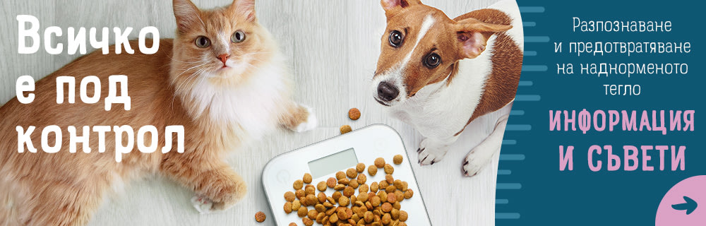  Наднормено тегло при кучетата и котките: съвети за по-добро здраве от zooplus