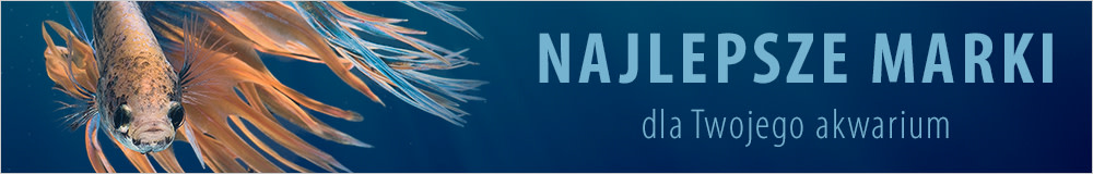 Sklep z awkarystyką, szeroki wybór pokarmu dla ryb i akcesoriów do akwarium
