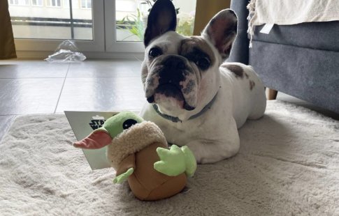 Hundespielzeug Baby Yoda