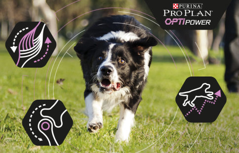 Pro Plan OptiPower para perros 