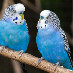 Vogelfutter für Wellensittiche