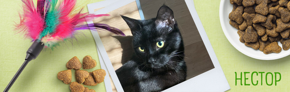 Kотaракът Нестор в zooplus