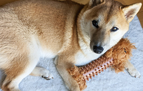 Star Wars Spiny Stick Dental juguete para perros