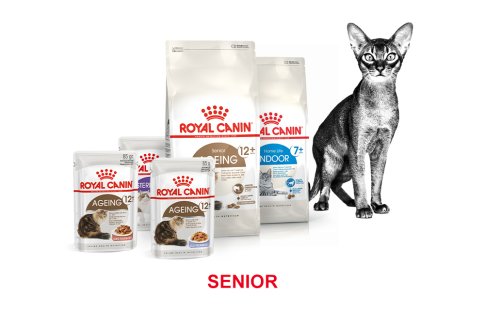ROYAL CANIN BRAND PAGE - CAT Subpage - Grid Container - Stages of life - Senior image
