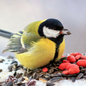 Nourriture pour oiseaux sauvages