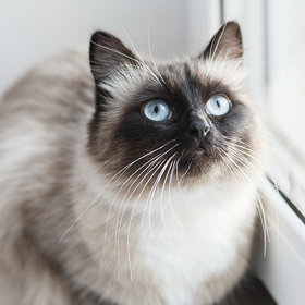 Siamese