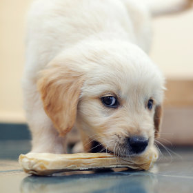 Snacks für Welpen & junge Hunde