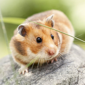 Cage pour hamster