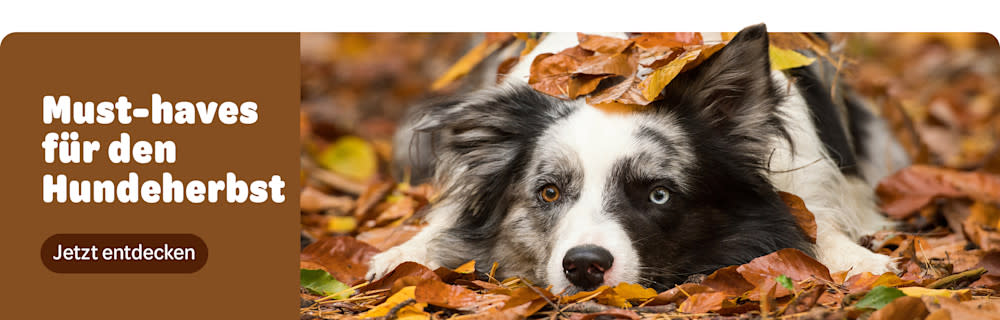 Must-haves für den Hundeherbst