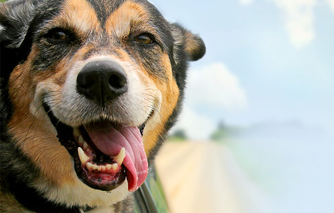 Cestovné doplnky pre psy