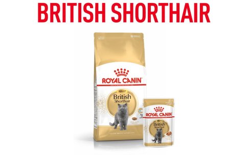 Royal Canin para gatos british shorthair