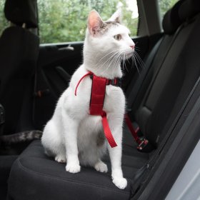 Accesorios para el coche para gatos