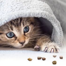 Snacks für Kitten und junge Kätzchen