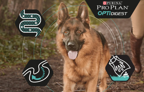 Pro Plan OptiDigest para perros