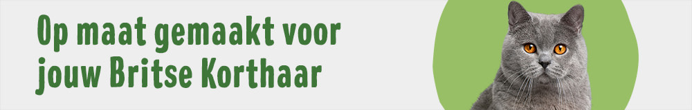 Britse Korthaar