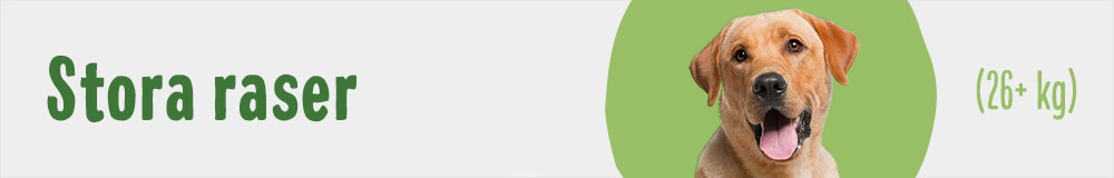 Stora raser
