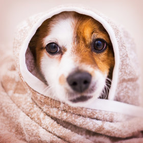 Soins et hygiène pour chiot