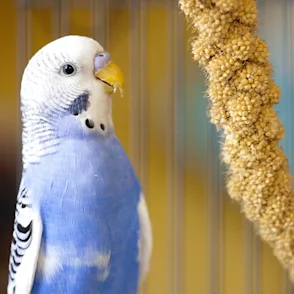 🐧 Pajaros 🐧
