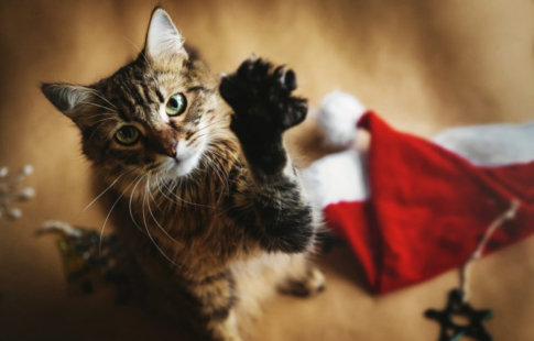 Gatos en Navidad: qué debes saber para evitar peligros