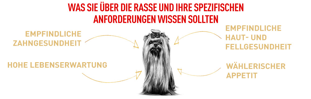 Die speziellen Bedürfnisse des Yorkshires