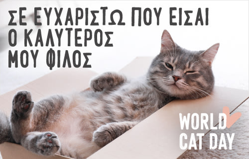 Κάνει τη Ζωή σου πιο Όμορφη; - Παγκόσμια Ημέρα Γάτας στη zooplus